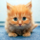 Kitten & Cat Puzzles